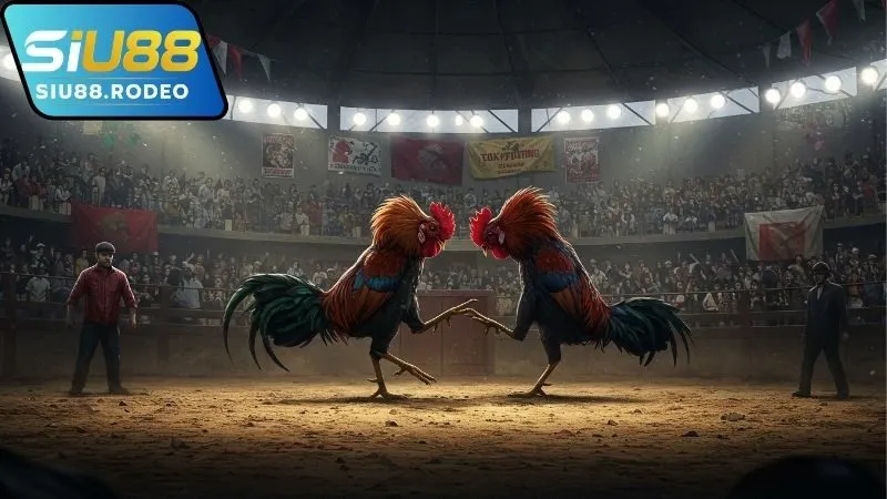 Giới thiệu trực tiếp gà đòn C1